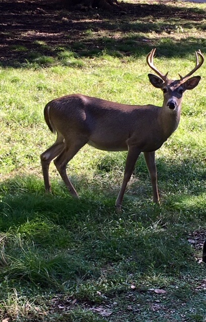 Medina Lake TX