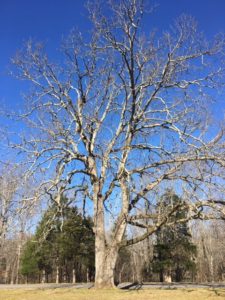 Natchez Trace TN