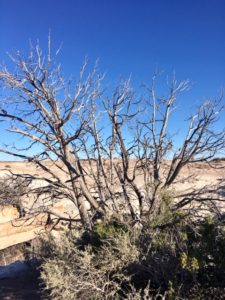 Petrified Forest National Park AZ