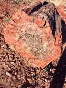 Petrified Forest National Park AZ