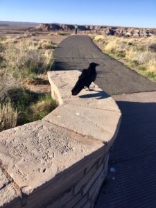 Petrified Forest National Park AZ