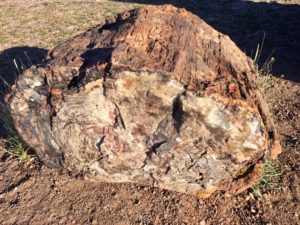 Petrified Forest National Park AZ