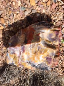 Petrified Forest National Park AZ