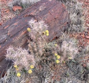 Petrified Forest National Park AZ